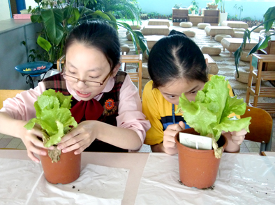 感恩生菜